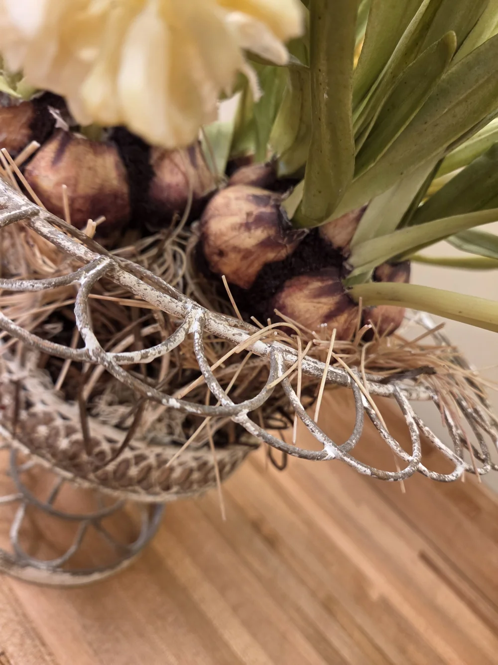 Cream Hyacinth Bulb Arrangement in Decorative Metal Pedestal